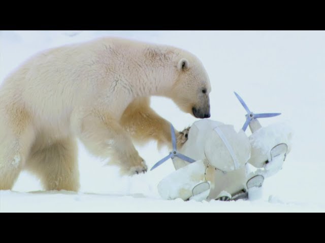 Bbc Earth Polar Bears Play Football English Esl Video Lessons