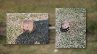 'Thought it was a cantaloupe' | Man discovers human skull outside plumbing business in San Antonio