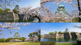 [4K] 日本の城と桜：豊臣秀吉が築城し徳川秀忠が再築した大阪城 Japanese Castles \u0026 Cherry Blossoms : Osaka castle