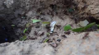 Leafcutter ants (Atta cephalotes) carrying bits of leaves to their nest,  Peru.