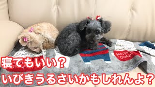 いびきトイプードル