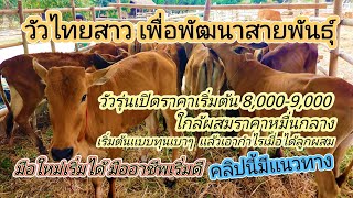 วัวไทยเพื่อพัฒนาสาย เปิดราคาลูกวัว-วัวรุ่น 8,000-9,000 ใกล้ผสมหมื่นกลางๆ มือใหม่ต้องดู 0659952899