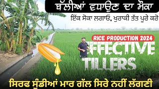 ਬੱਲੀਆਂ ਵਾਲੇ ਟਿਲਰ ਵਧਾਓ Increase reproductive tillers in rice crop