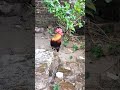 Ayam Jantan Berkokok Merdu Sekali || rooster crowing sweetly #shorts