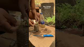 Transplanting tomato into a plastic container. Best #lean #how #farming #plant #fruit ￼ #howmuch