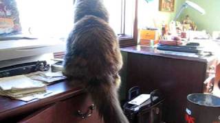 Main Coon Tail Wagging