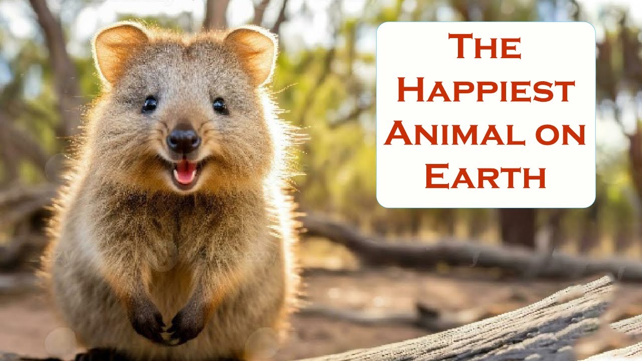 Happiest Animal Ever