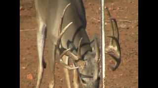 CINCO ONCE WHITETAIL DEER HUNTING- ranch 050