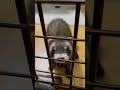 あんちゃんのアピール ferret 癒し フェレット shorts