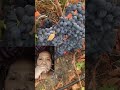 harvesting grapes ubas grape graveyard prutas fruit short harvest