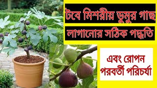 টবে মিশরীয় ডুমুর গাছ রোপন করার সঠিক পদ্ধতি এবং রোপন পরবর্তী  পরিচর্যা