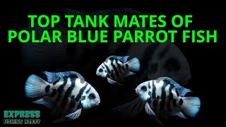 TOP TANK MATES OF POLAR BLUE PARROT FISH