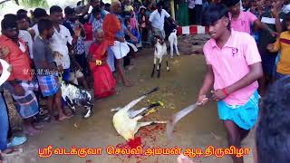 ஸ்ரீ வடக்குவா செல்வி அம்மன் ஆடி திருவிழா புளியங்குளம்