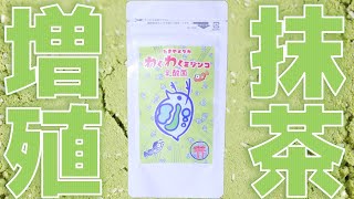 【餌】生クロレラを超えたゾウリムシがよく増える粉。鶏糞とは違う抹茶の香りに包まれます。たまやメダカ わくわくミジンコ乳酸菌【ふぶきテトラ】