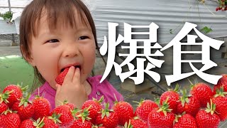 【大食い娘】初のいちご狩りで食欲爆発!!パパママ唖然【何個食べた？】【子連れ旅行/爆食い/2歳＆生後4ヶ月】