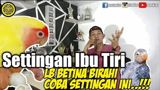 #lovebird #istanakicau                   SETTINGAN IBU TIRI,Lovebird betina birahi coba set INI..!!!