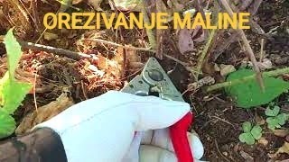 Kada i kako pravilno orezati maline?