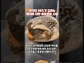 한국인 99%가 모르는 복어에 대한 흥미로운 사실