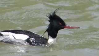 河口を泳ぐウミアイサ Red-breasted Merganser (Mergus serrator) swimming