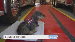 Meet Max, a West Michigan town's unique new fire dog