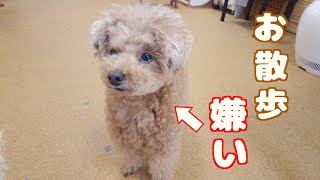 愛犬がお散歩嫌いになった理由について