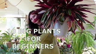 Thriving Giants🌱 10 Easy-to-Care-for Large Houseplants