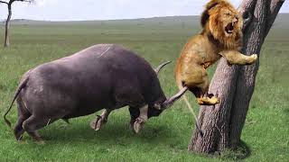Lion Failed to Control Buffalo - Buffalo Herd Rescue Baby Buffalo From Lion – Wild Dogs vs Zebra
