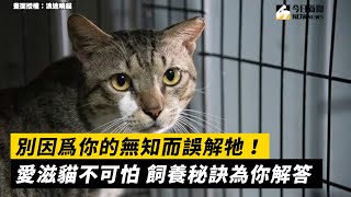 別因爲你的無知而誤解牠！ 愛滋貓不可怕 飼養秘訣為你解答｜小編特搜｜NOWnews