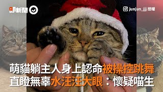 虎斑貓戴小紅帽「被操控跳舞」瞪無辜大眼：懷疑喵生｜寵物動物｜貓咪｜萌寵