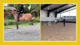 Funny Horses Show Strength Try Not To Laugh It's Really The Most Powerful Funny Horse Video #8