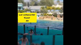 Show la orca ballenas seaworld:🔴🔴🔴🔴🔴Todos disfrutamos en ORLANDO FL.🛑🛑🛑