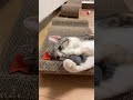 ネズミのおもちゃを離さず、、、かわいい猫ぼぶおとみかん