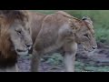 oloimina black rock male lion with lioness 21 may 2024