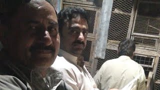 Top Quality Birds Patti Waley of Sherwali Ustad..