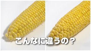 「改訂版」とうもろこしの保存方法が本当に効果があるのかを検証してみたら驚きの結果に！