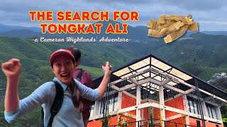 The Search for Tongkat Ali: a Cameron Highland's Adventure