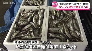 【ハタハタ】沖合で水揚げ1.4トン！沿岸になぜ来ない？