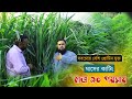 সবচেয়ে বেশি প্রোটিন যুক্ত ঘাসের কাটিং। জারা, অজানা ও জার্মান ঘাস সহ ৭০ পয়শায় ঘাসের কাটিং।