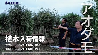 【Saien】植木入荷情報（2024/10/01 11:00頃）【アオダモ・ソテツ】