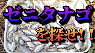 絶滅危惧種、ゼニタナゴの生息調査！！果たして見つけることができるのか！？