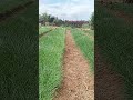 Onion Nursery