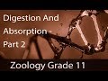 Digestion & Absorption | Oesophagus, Pharynx, Digestive Glands, Peristalsis | Explanation | Part 2