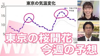 東京の桜開花は今週の予想