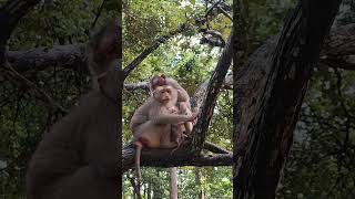 Love FLORIN baby very cute ON TREE🐒😘AP4 #monkeys #viral #animals #shortsvideo #monkey #youtube