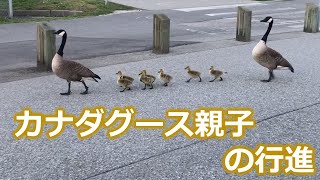 カナダグース親子の行進 CANADA GOOSE