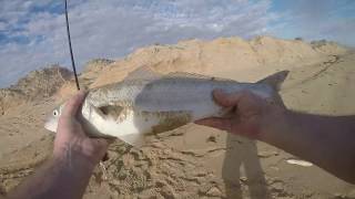 Mulloway ! Ep 25. Catching The Salt Creek Trio ! Mulloway Shark And Salmon