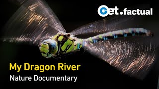 My Dragon River - Germany's Dragonflies | Full Nature Documentary