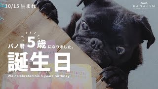 【黒パグ パノ君】5年も一緒にいてくれてありがとう