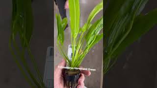 Echinodorus Horemanii Green #plants #aquariumshop #aquarium