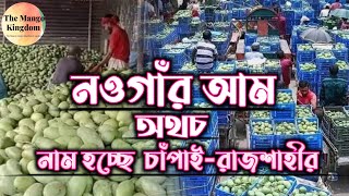 নওগাঁর আম অথচ ব্যাবসায়ীরা সেটাকে চাঁপায় কিংবা রাজশাহীর আম বলে বিক্রি করছে || @themangokingdom3933